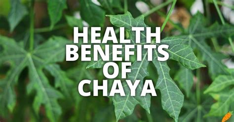 chaya plant benefits